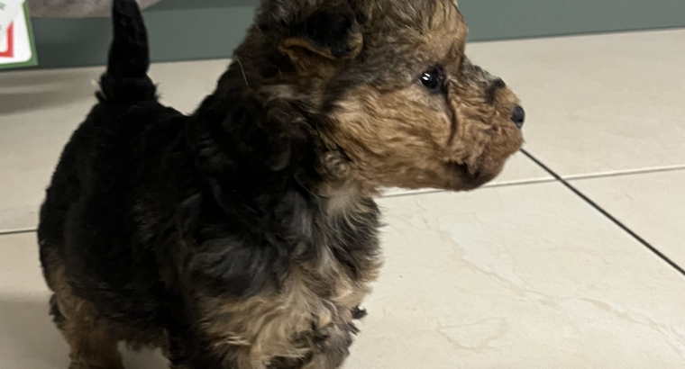 Lakeland terrier pups