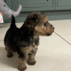 Lakeland terrier pups