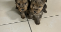 Lakeland terrier pups