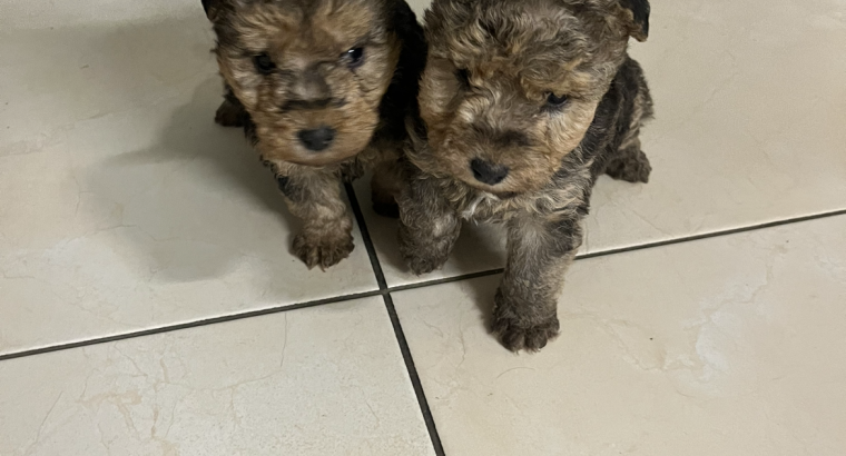 Lakeland terrier pups