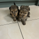 Lakeland terrier pups