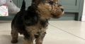 Lakeland terrier pups