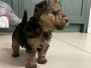 Lakeland terrier pups