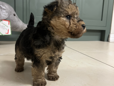 Lakeland Terrier Puppies in Portlaoise – IKC Reg