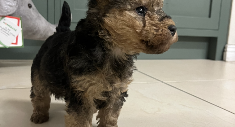 Lakeland terrier pups