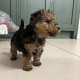 Lakeland terrier pups