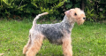 Lakeland terrier pups