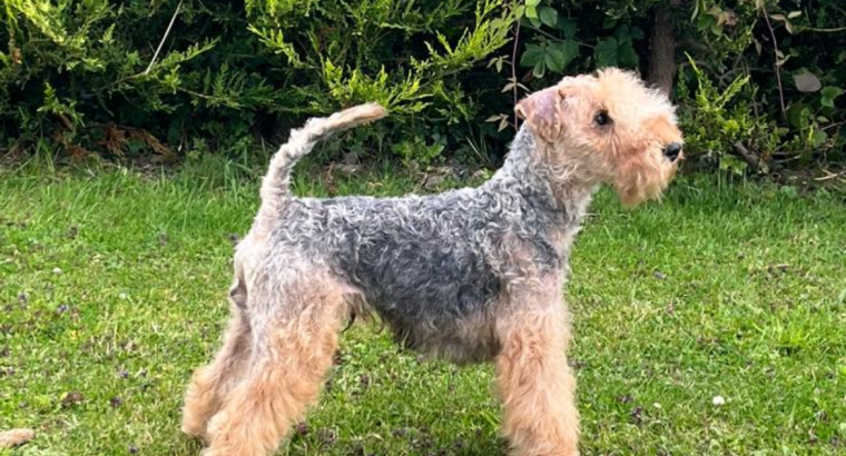 Lakeland terrier pups