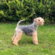 Lakeland terrier pups