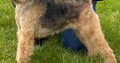 Lakeland terrier pups