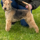 Lakeland terrier pups