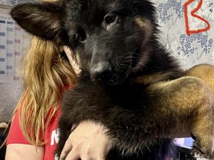 German shepherd pups for sale