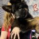 German shepherd pups for sale