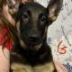 German shepherd pups for sale