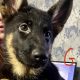 German shepherd pups for sale