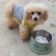 Beautiful Toy Poodle For Sale