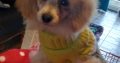 Beautiful Toy Poodle For Sale