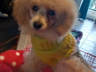 Beautiful Toy Poodle For Sale