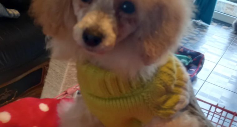 Beautiful Toy Poodle For Sale