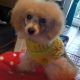 Beautiful Toy Poodle For Sale