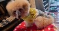 Beautiful Toy Poodle For Sale