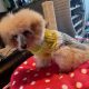 Beautiful Toy Poodle For Sale