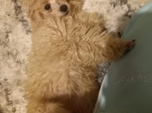 Beautiful Toy Poodle For Sale €500