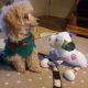 Beautiful Toy Poodle For Sale €500