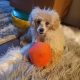 Beautiful Toy Poodle For Sale €500