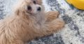 Beautiful Toy Poodle For Sale €500