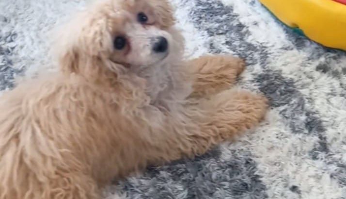 Beautiful Toy Poodle For Sale €500