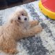 Beautiful Toy Poodle For Sale €500