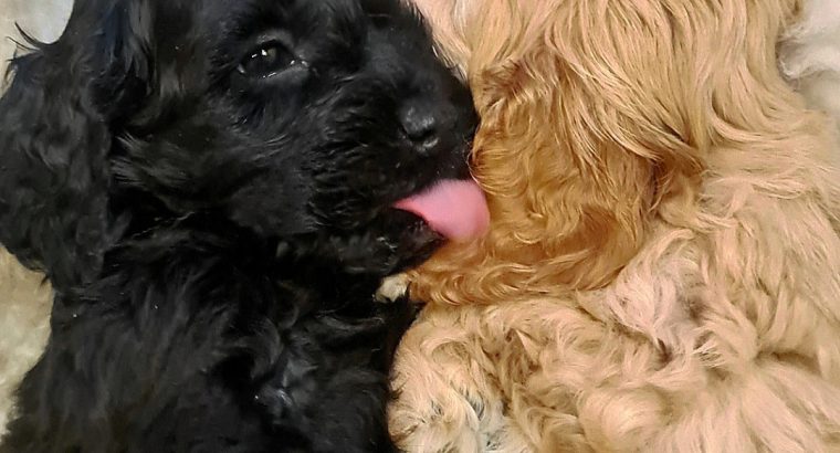 Yanky Doodle (American Cockapoo)