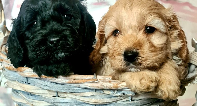 Yanky Doodle (American Cockapoo)