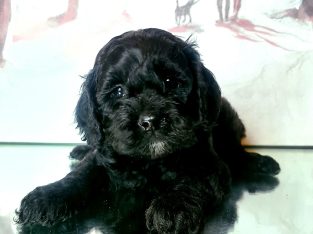 Yanky Doodle (American Cockapoo)