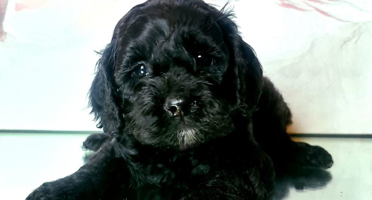 Yanky Doodle (American Cockapoo)