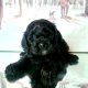 Yanky Doodle (American Cockapoo)