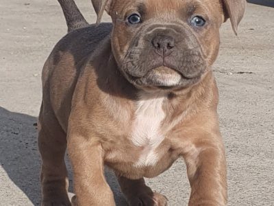 American Bully Puppies in Kilbrittain – ABKC Reg.
