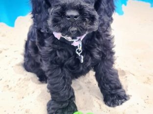 Yankee Doodle (American Cockapoo)