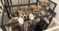 Purebred Akita Inu puppies for sale