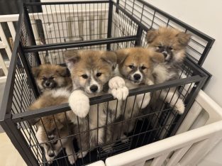 Rare Purebred Japanese Akita Puppies