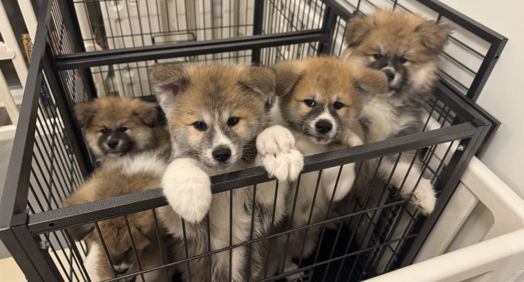 Purebred Akita Inu puppies for sale