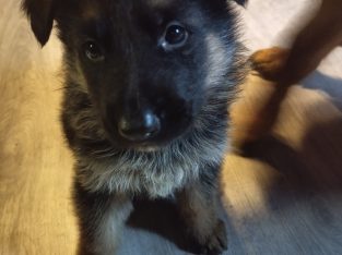 German shepherd puppies