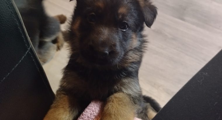 German shepherd puppies