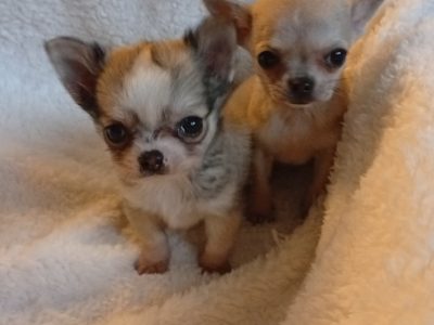 T Cup Chihuahua in Blanchardstown – Playful Pup