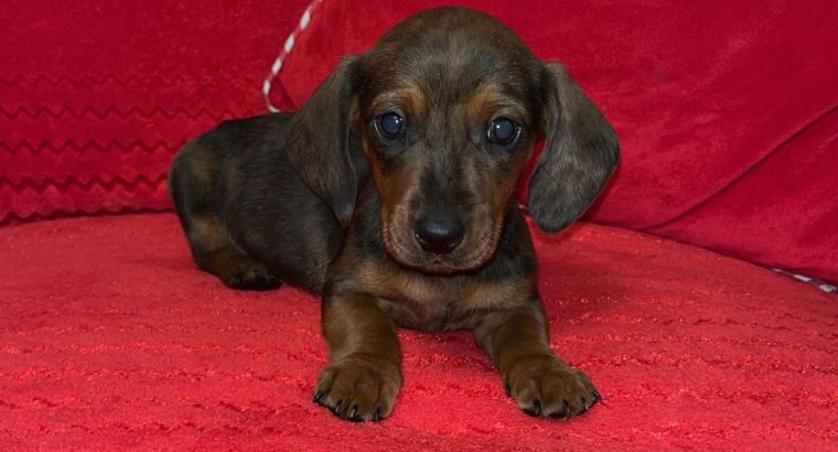 Minature daschund