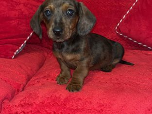 Minature daschund