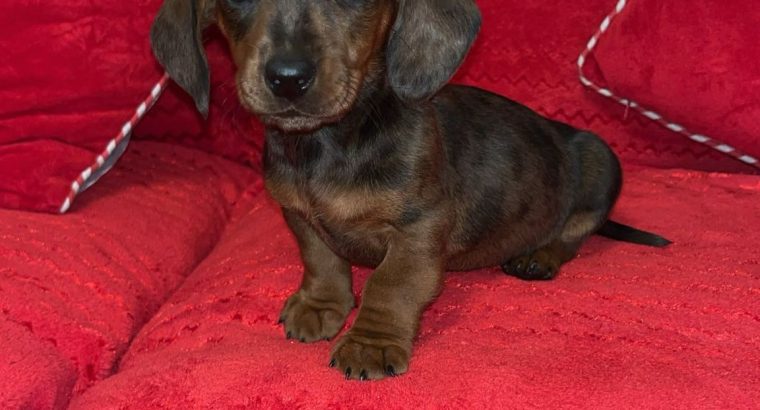 Minature daschund