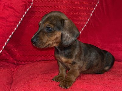 Miniature Dachshund Puppies in Cavan