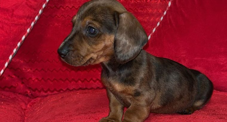 Minature daschund